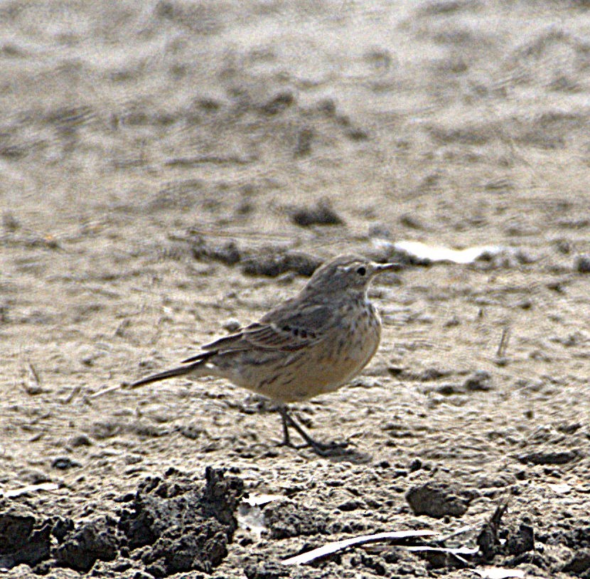 American Pipit - ML633302848