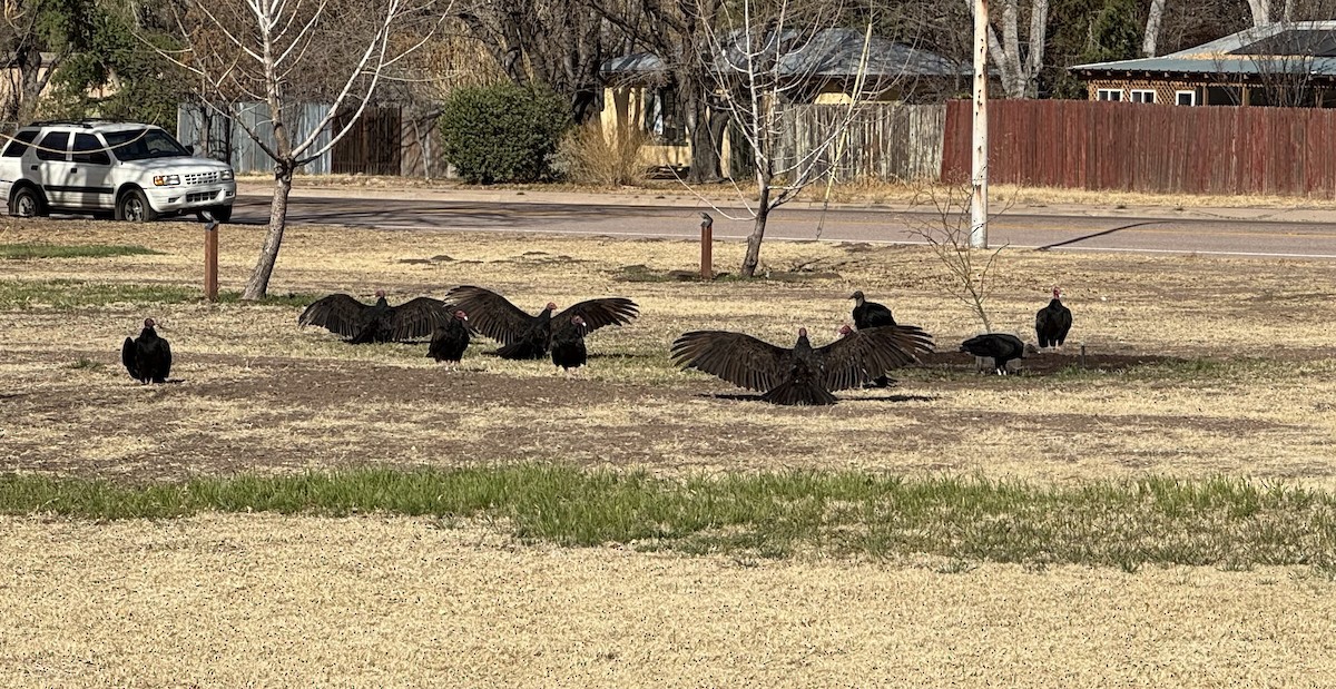 Turkey Vulture - ML633302856