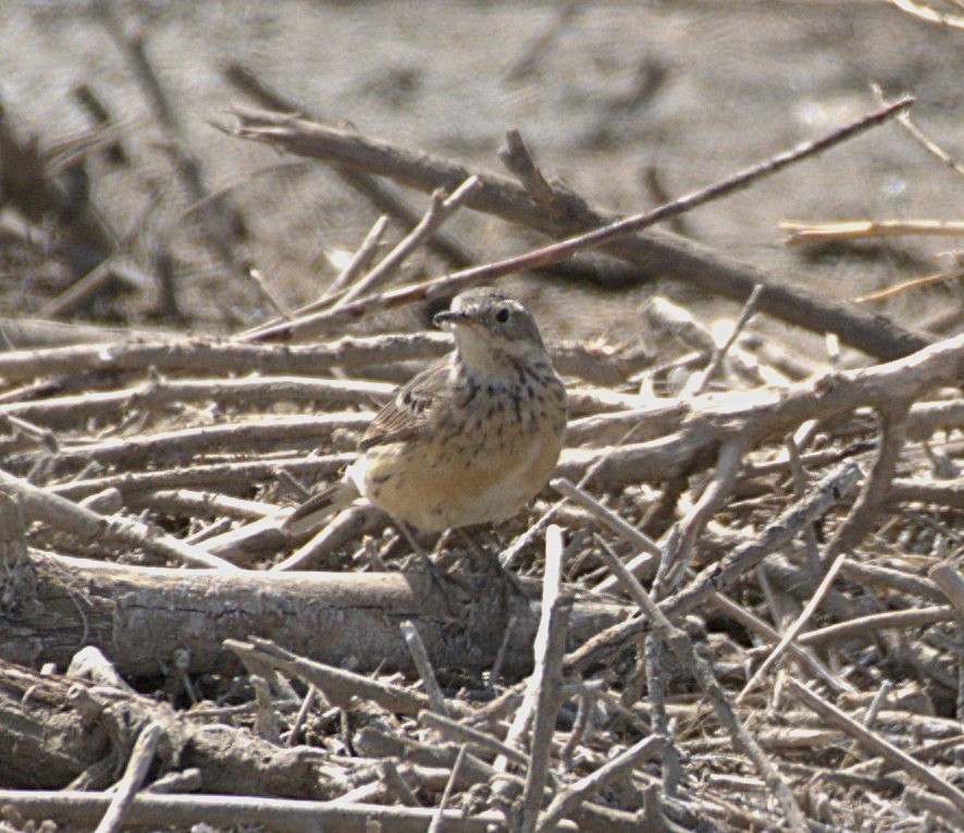 American Pipit - ML633302876