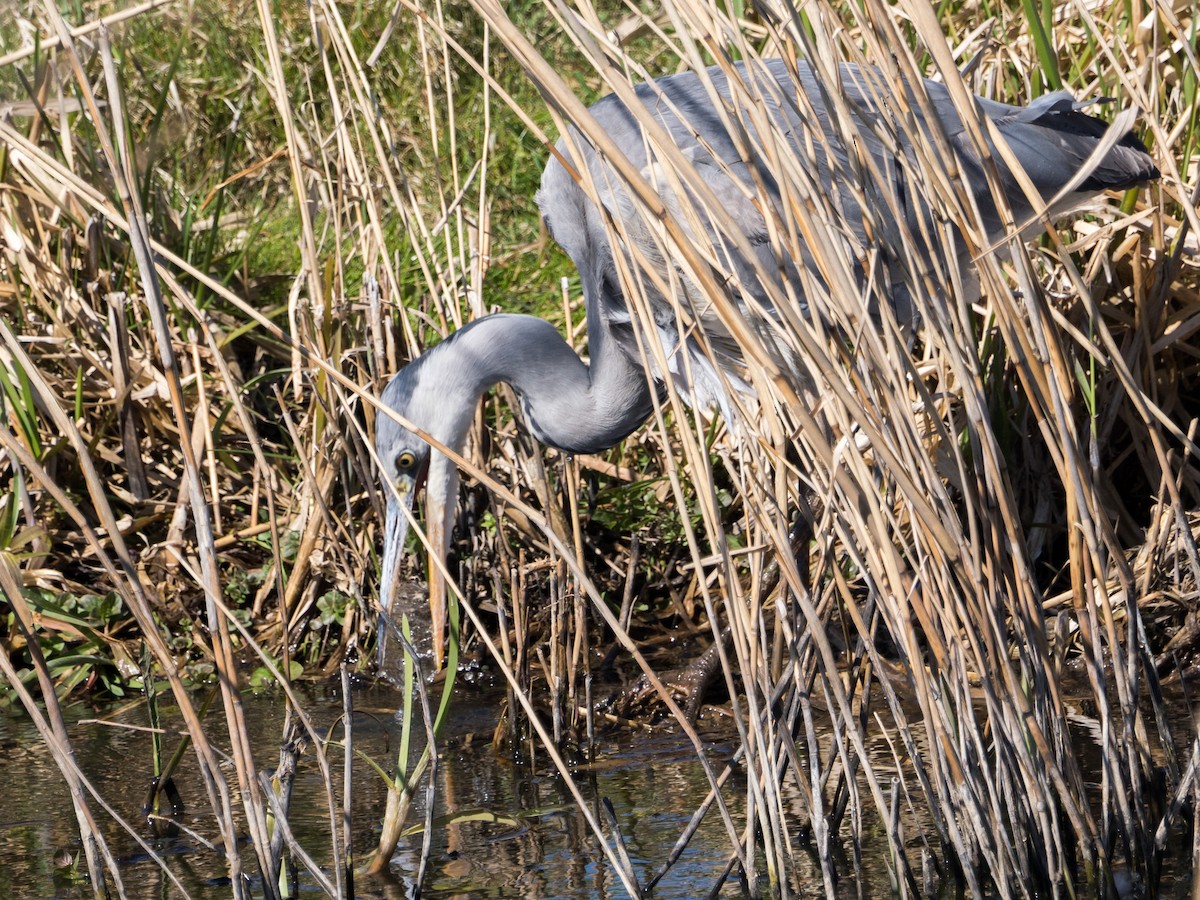Gray Heron - ML633302887