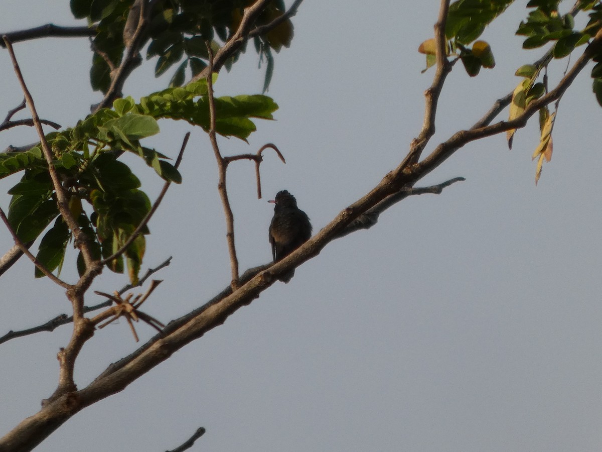 Turquoise-crowned Hummingbird - ML633302894