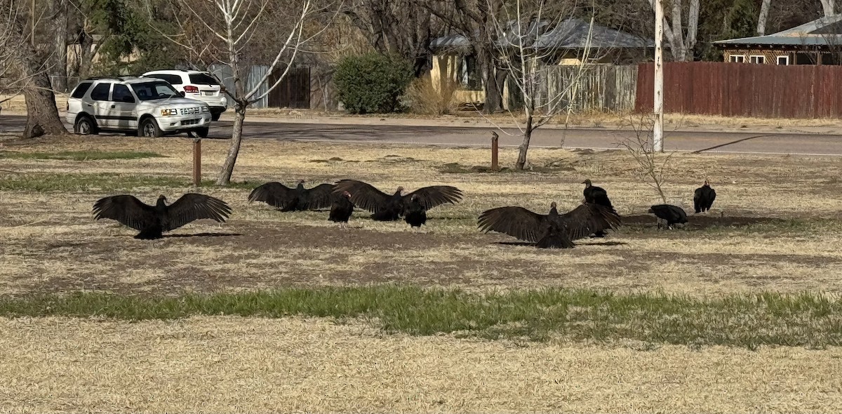 Turkey Vulture - ML633302899