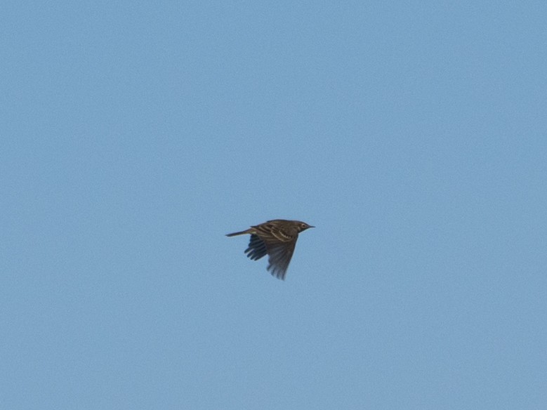 Meadow Pipit - ML633302906