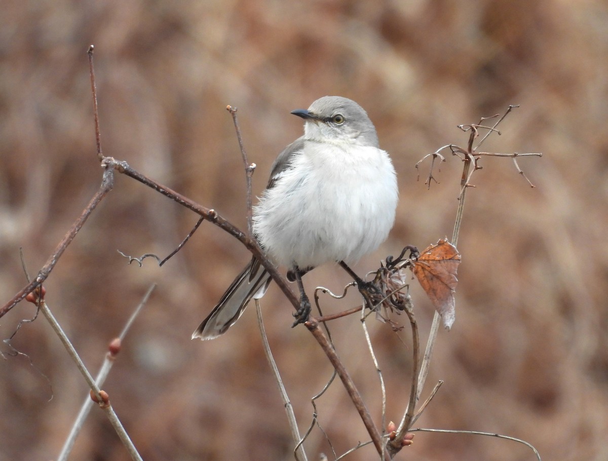 eBird Checklist - 6 Apr 2025 - Mill Park - 11 species