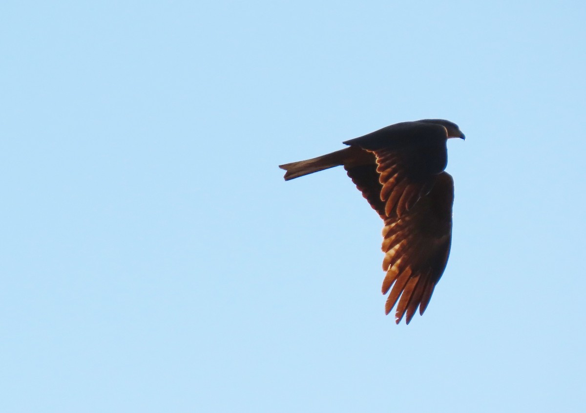 Black Kite - ML633302956
