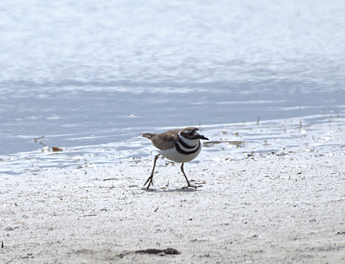 Killdeer - ML633302982