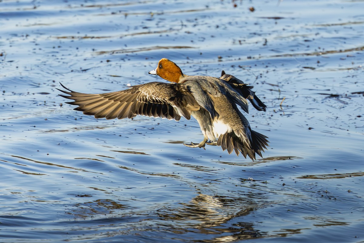 Canard siffleur - ML633303084