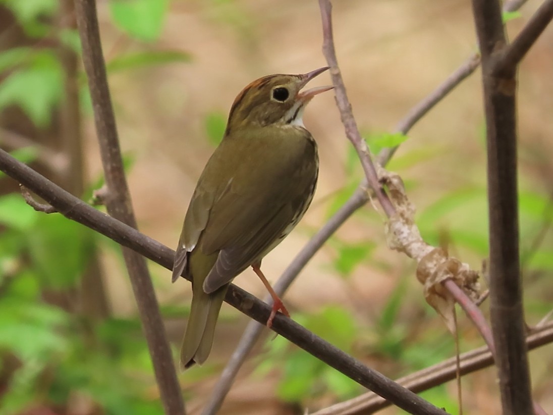 カマドムシクイ - ML633303186