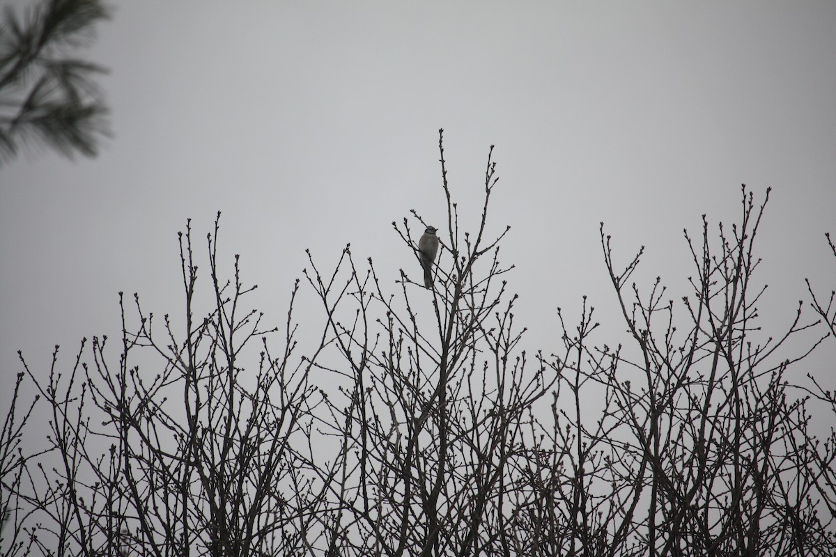Blue Jay - ML633303268
