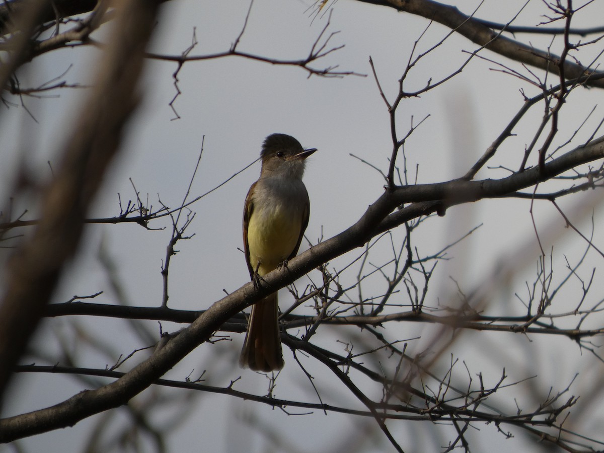 Nutting's/Salvadoran Flycatcher - ML633303352