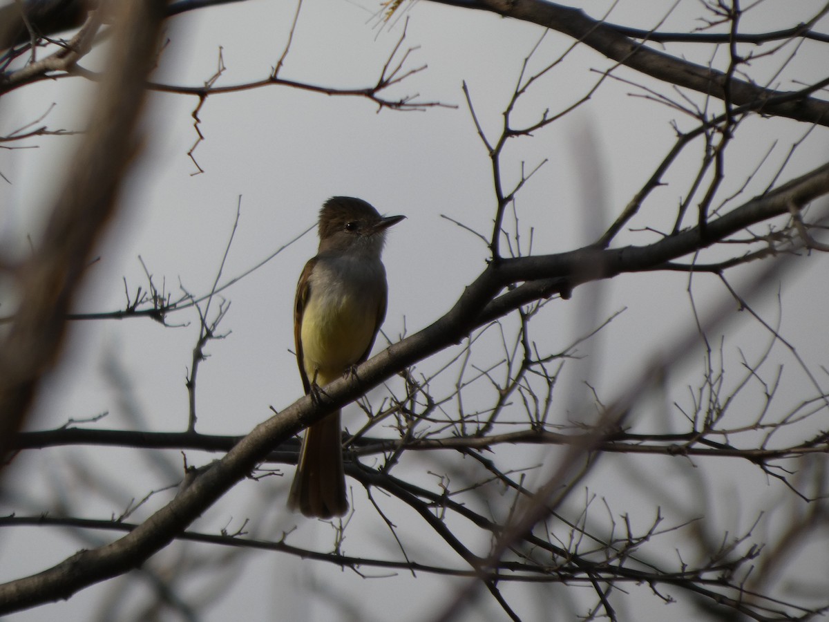 Nutting's/Salvadoran Flycatcher - ML633303353