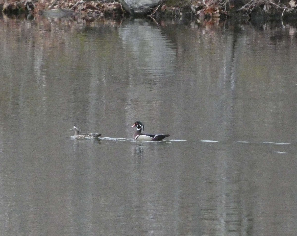 Wood Duck - ML633303480