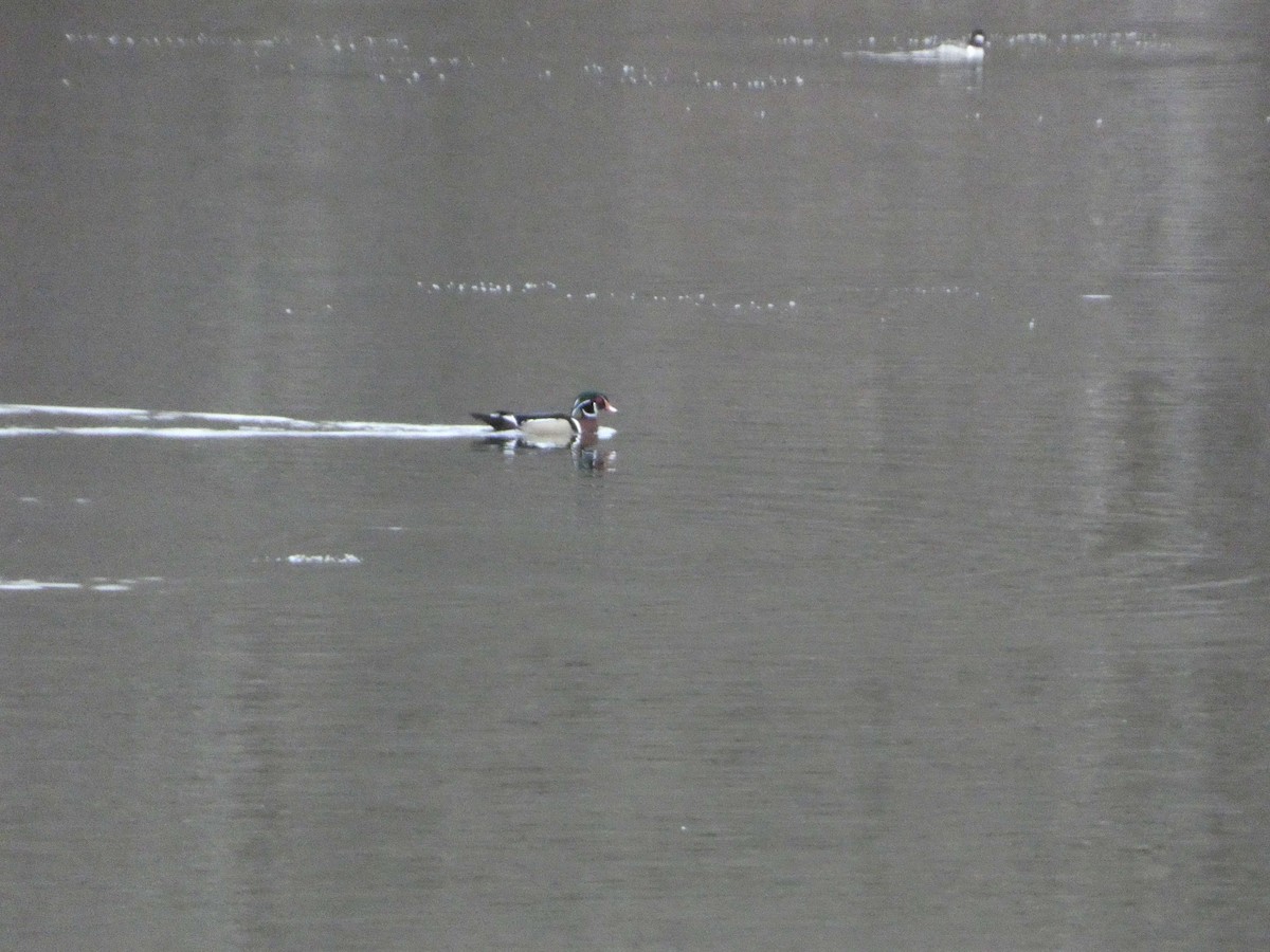 Wood Duck - ML633303481