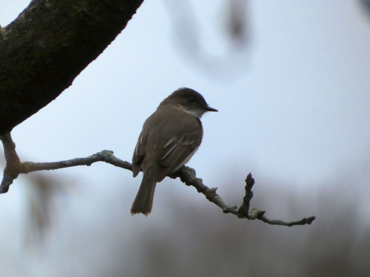 Eastern Phoebe - ML633303501