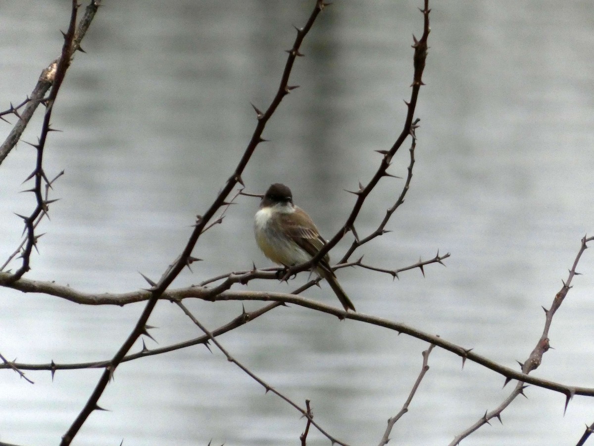 Eastern Phoebe - ML633303502