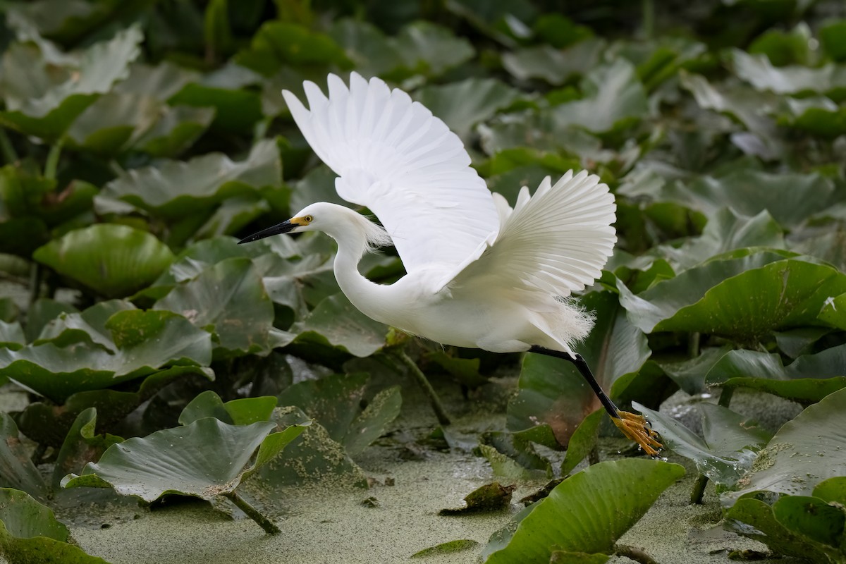 Snowy Egret - Kelly and John Casey