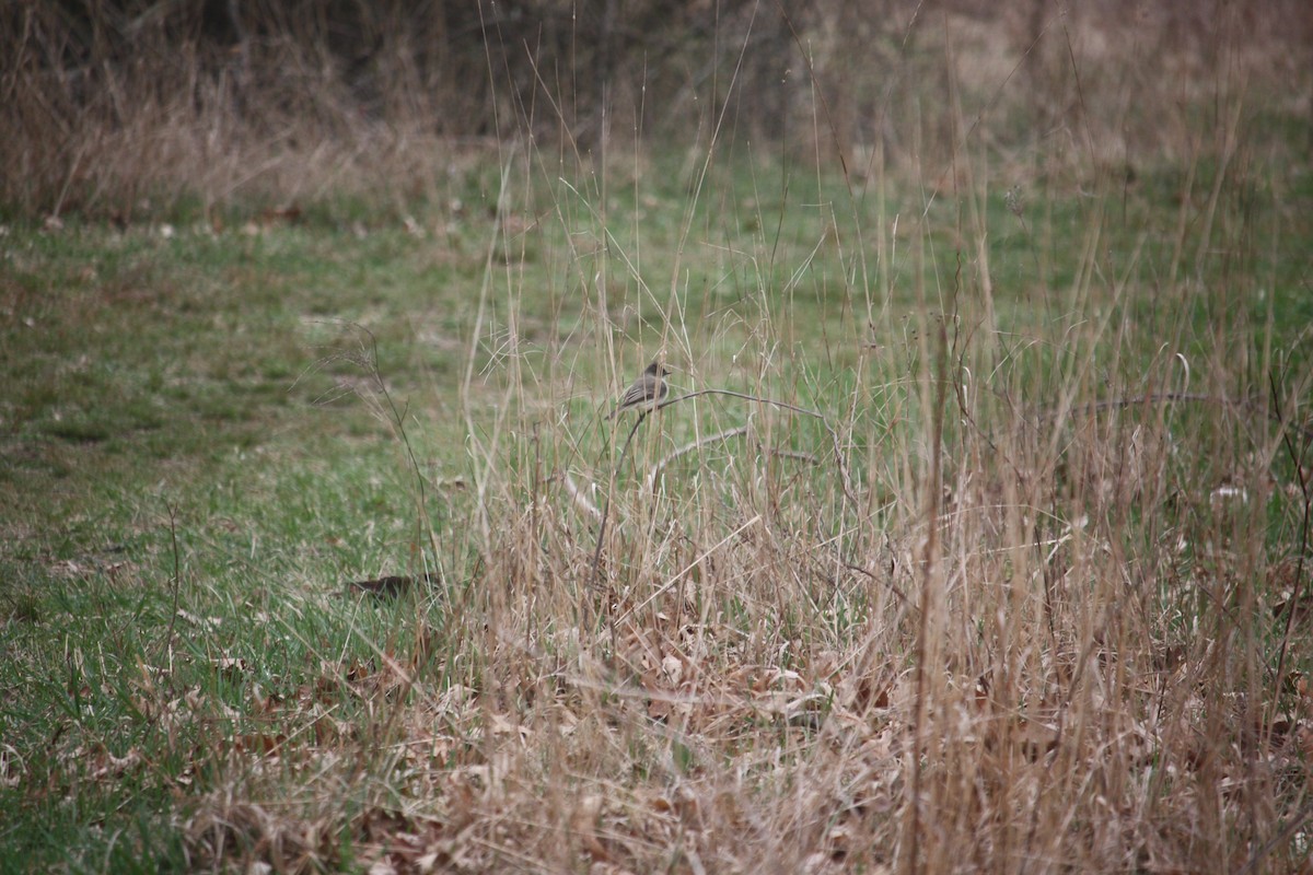 Eastern Phoebe - ML633303588