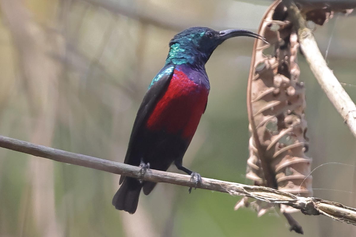 Johanna's Sunbird - ML633303747