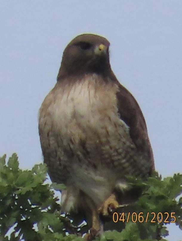 Red-tailed Hawk - ML633303760