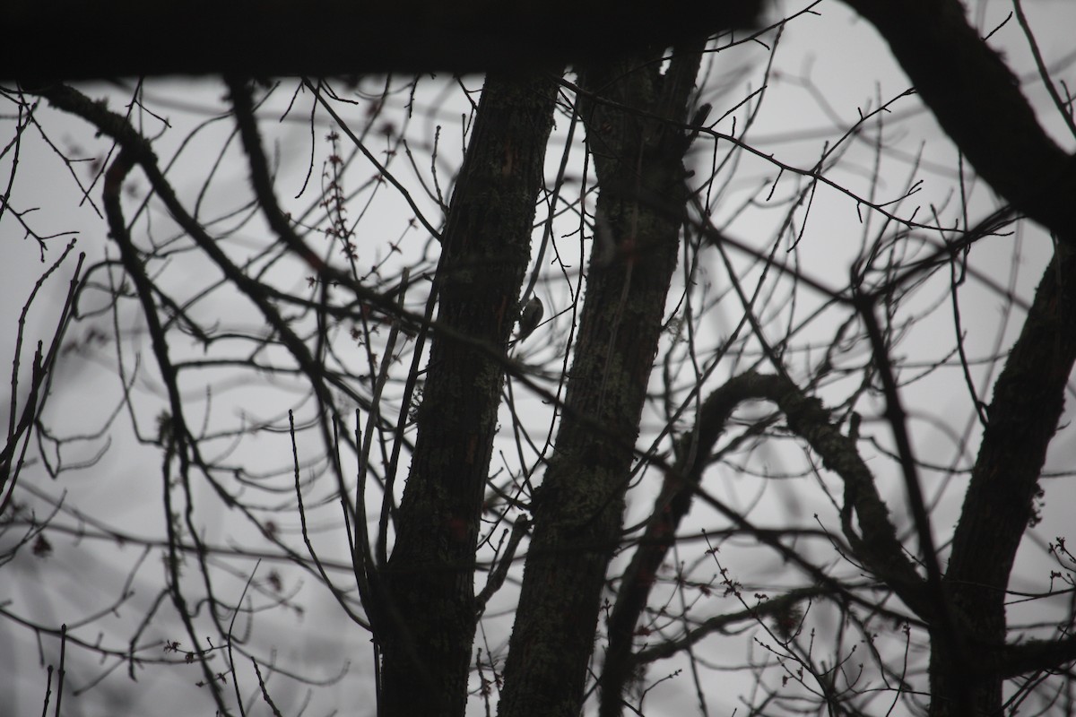 Brown Creeper - ML633303773