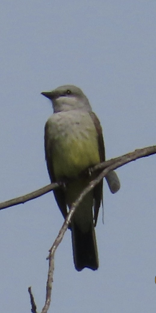 Western Kingbird - ML633303774