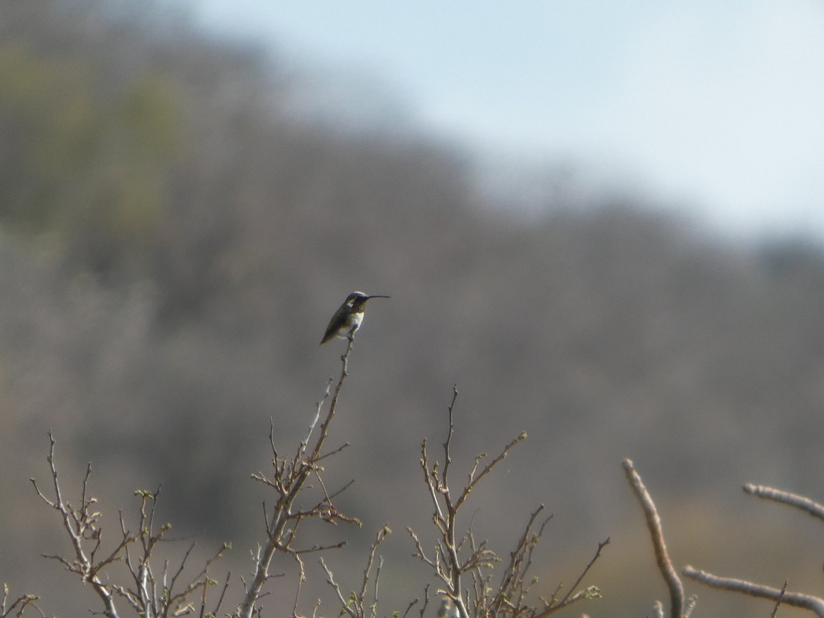 Beautiful Hummingbird - ML633303780