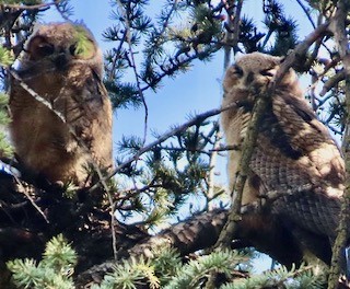 Great Horned Owl - ML633303848