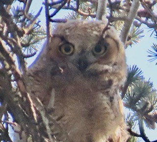 Great Horned Owl - ML633303853