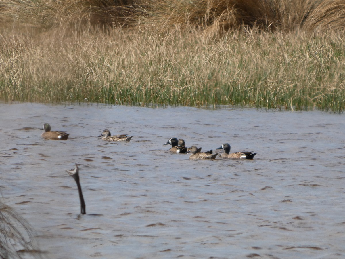 Blue-winged Teal - ML633303854