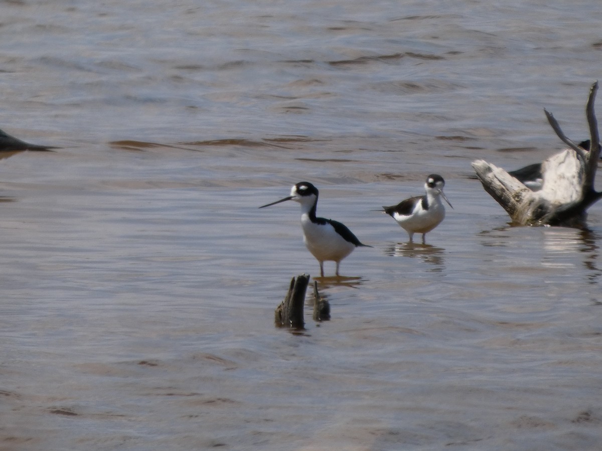 Black-necked Stilt - ML633303871
