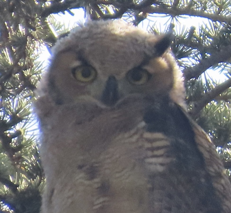 Great Horned Owl - ML633303875