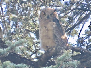 Great Horned Owl - ML633303877