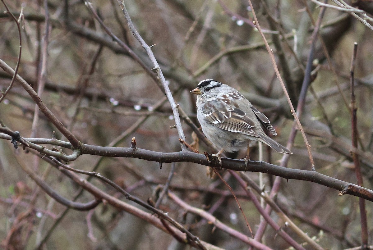 White-crowned Sparrow - ML633303884