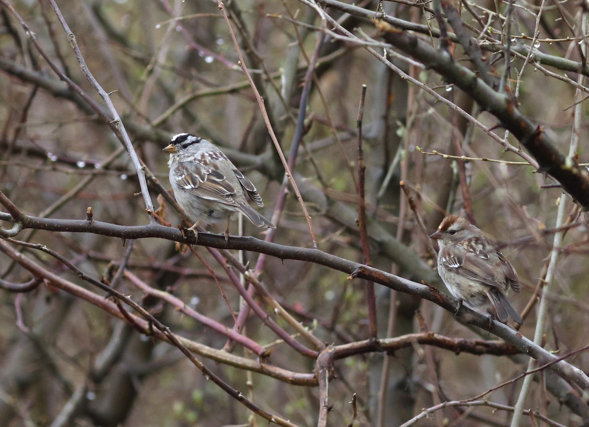 White-crowned Sparrow - ML633303885