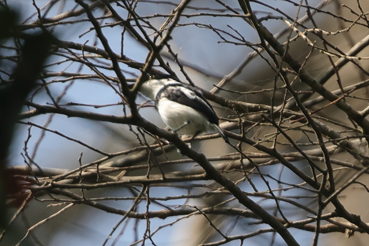 West African Batis - ML633304030
