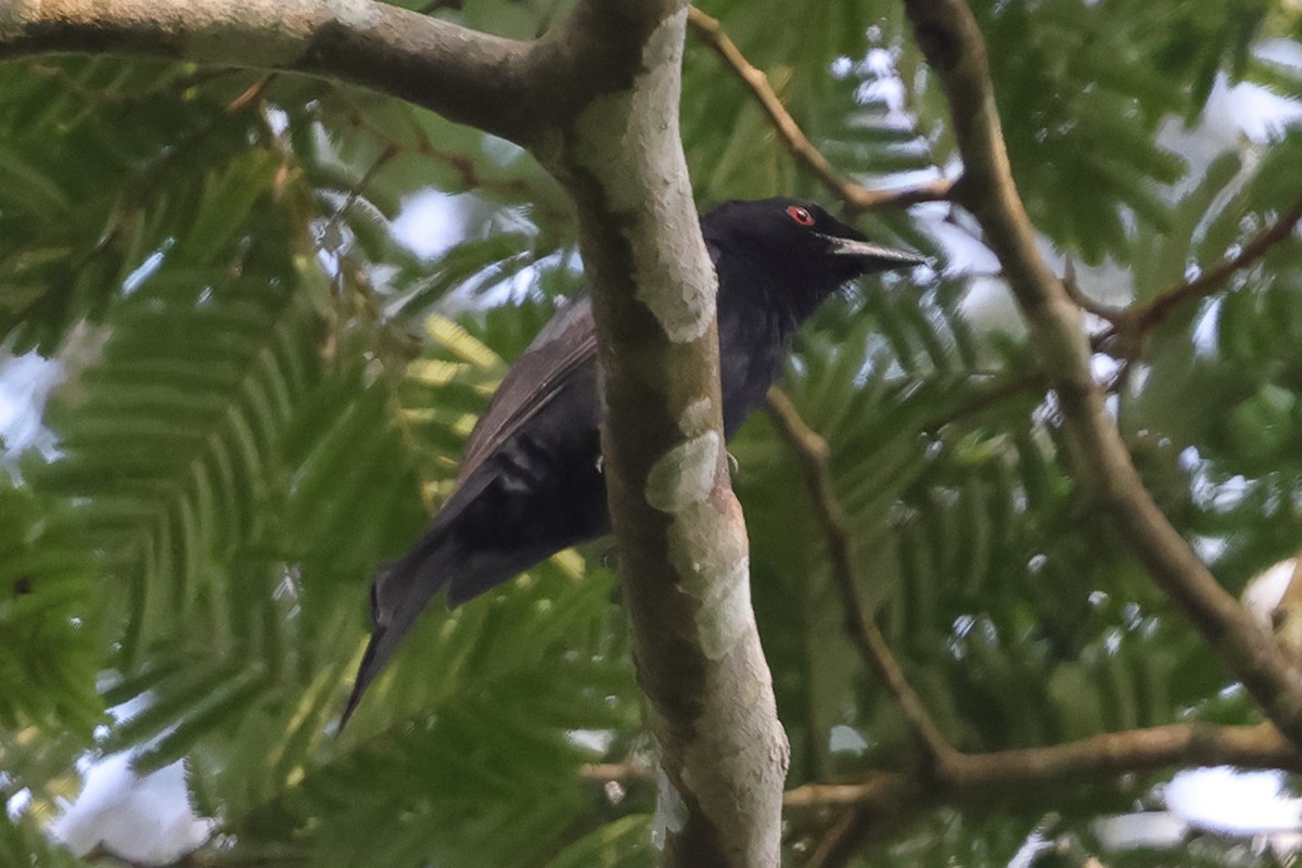 Velvet-mantled Drongo (Fanti) - ML633304049