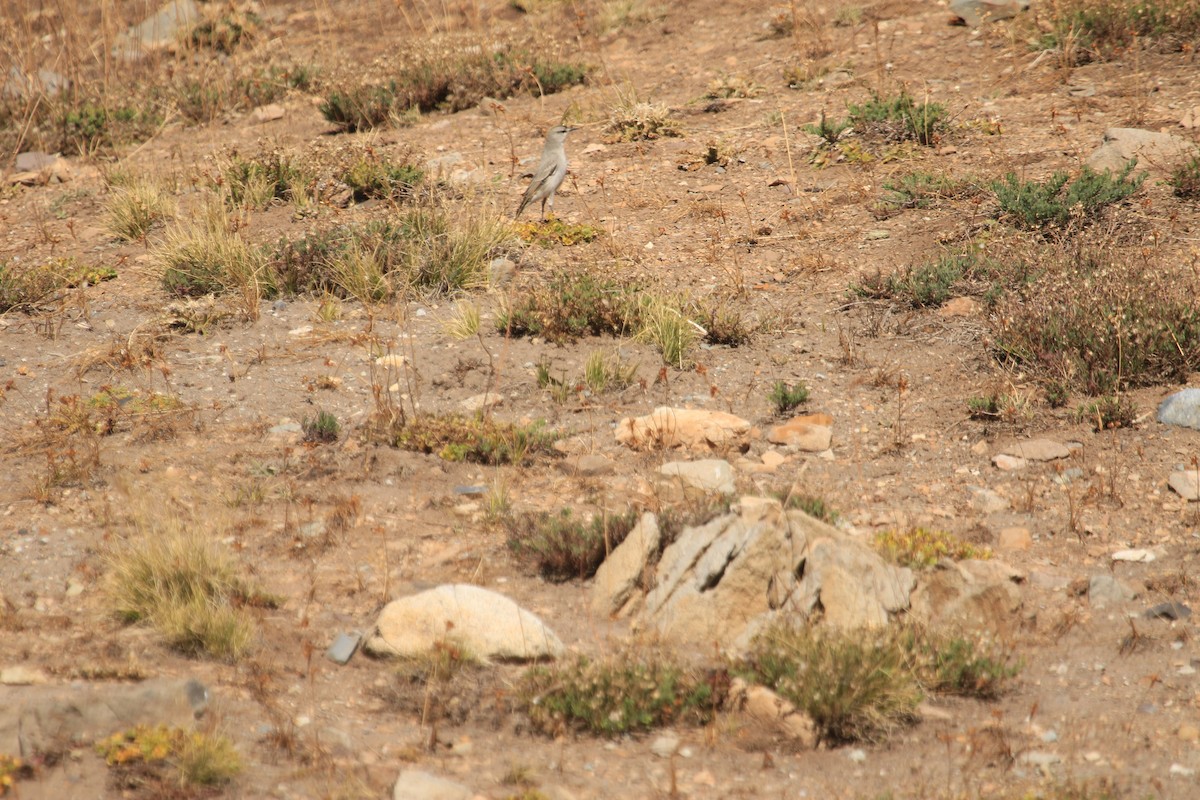 Black-fronted Ground-Tyrant - ML633304146
