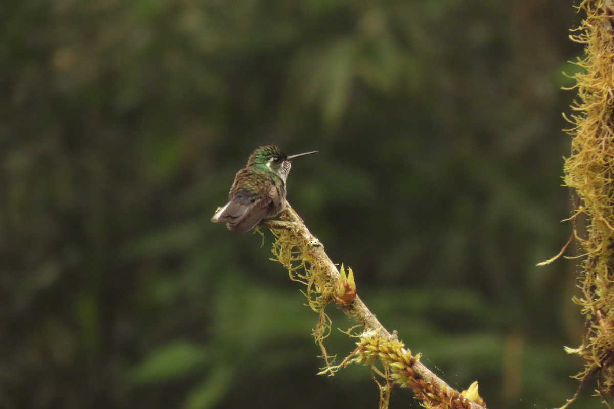 Colibri de Sybil - ML633304251