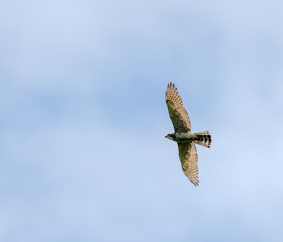 Gray-faced Buzzard - ML633304285