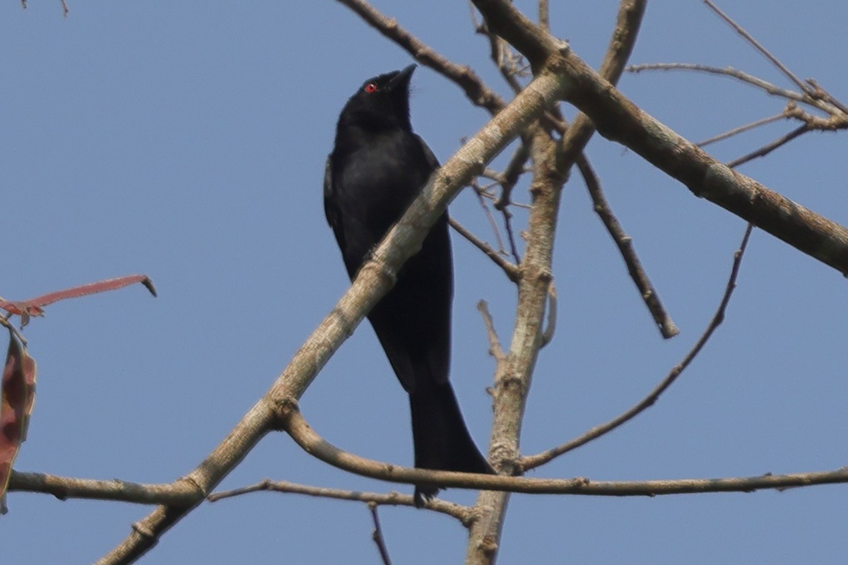 Velvet-mantled Drongo (Fanti) - ML633304385