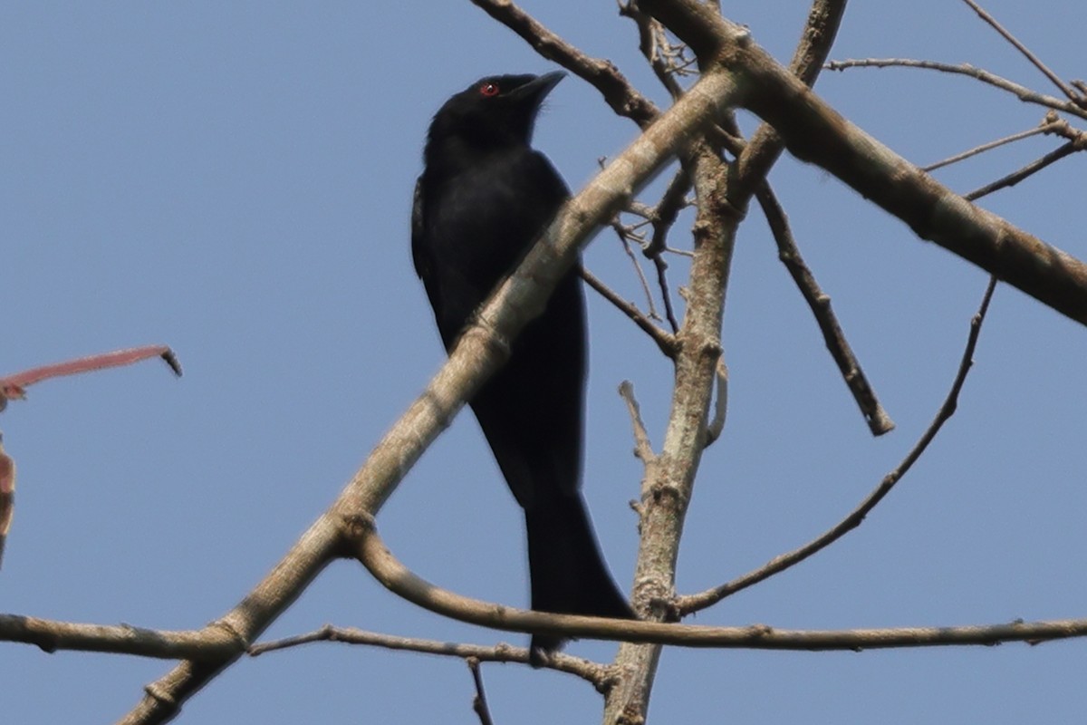 Velvet-mantled Drongo (Fanti) - ML633304386