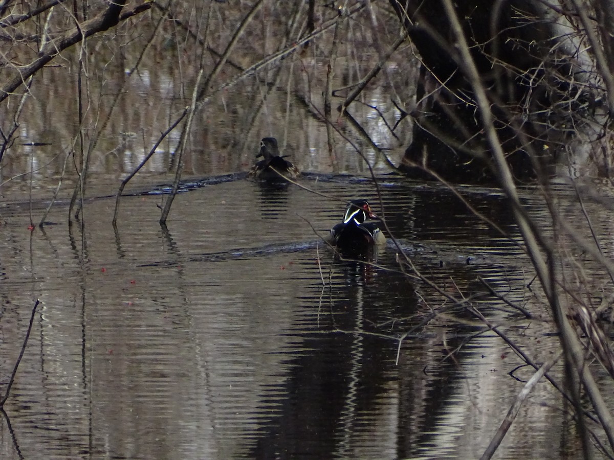 Wood Duck - ML633304412