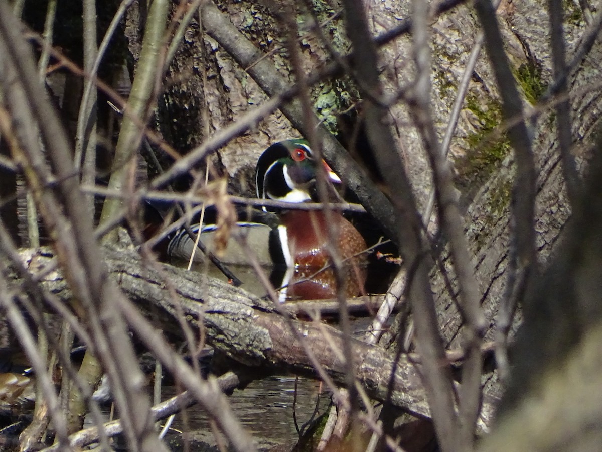 Wood Duck - ML633304413