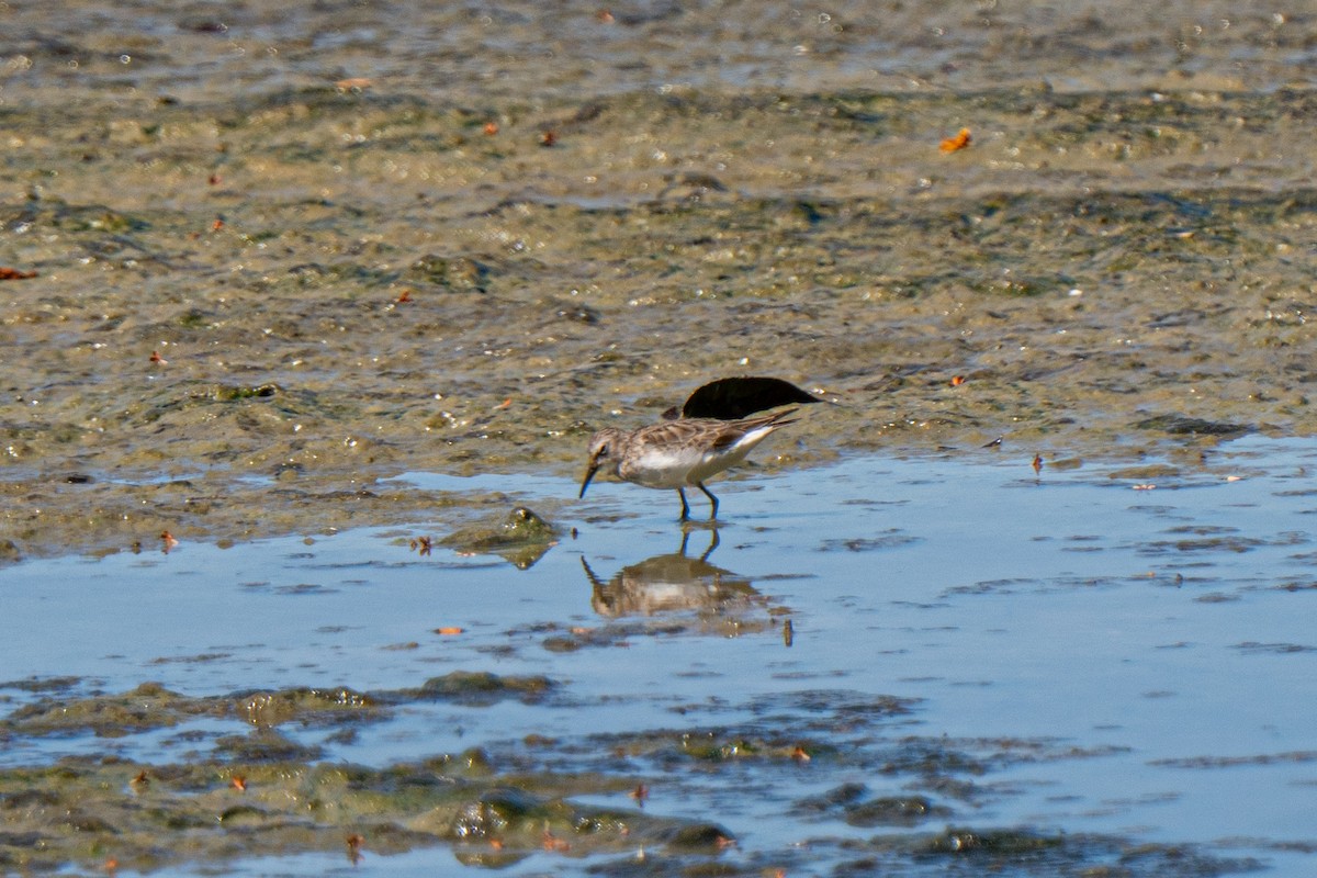 Calidris sp. (peep sp.) - ML633304601