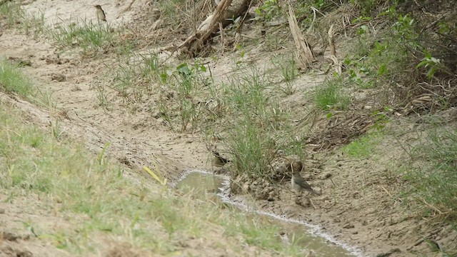 White-crested Elaenia - ML633304656