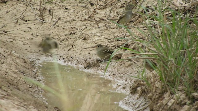 White-crested Elaenia - ML633304738