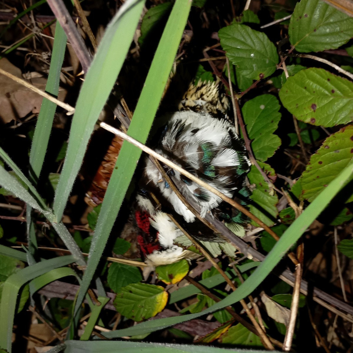 Ring-necked Pheasant - ML633304744