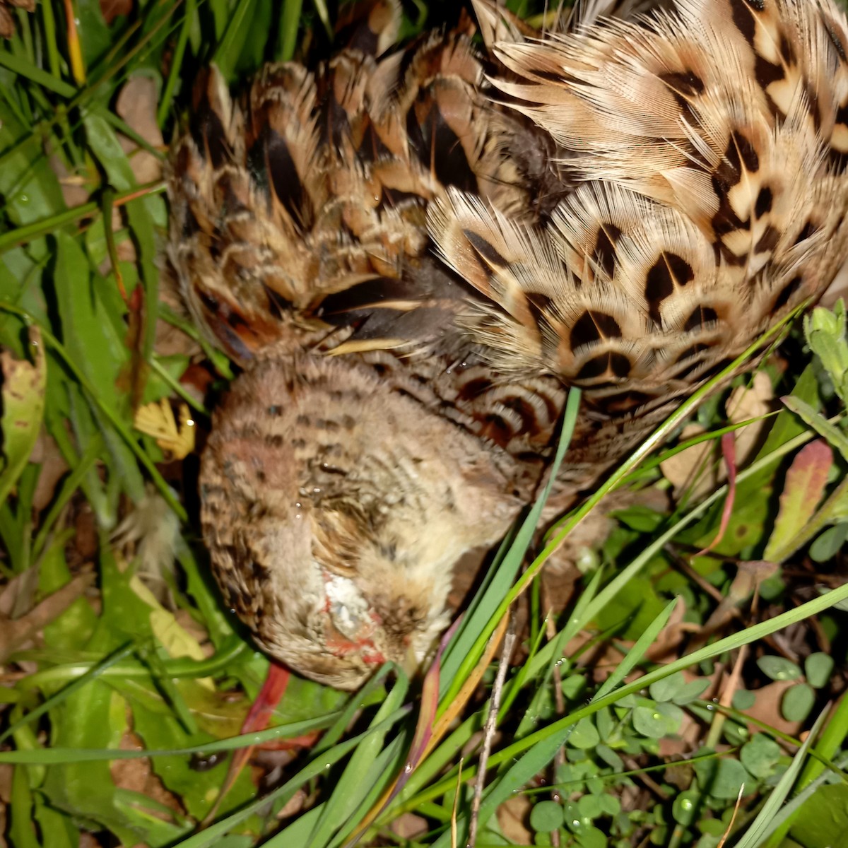 Ring-necked Pheasant - ML633304745