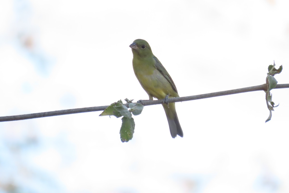 Painted Bunting - ML633304865