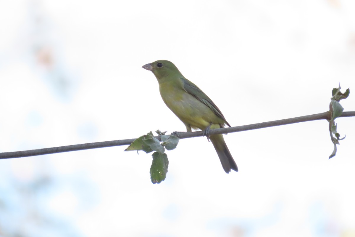 Painted Bunting - ML633304866